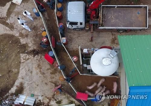 아프리카돼지열병(ASF)에 따른 살처분 작업. [연합뉴스 자료사진]