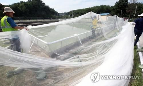 수돗물 공급 시설 유충을 막아라[연합뉴스 자료사진]