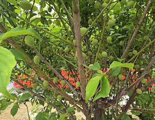 오부치 게이조 전 일본 총리가 기증한 공생원 매화나무[촬영 이세원]