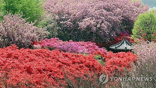 전주 완산공원 꽃동산[연합뉴스 자료사진]
