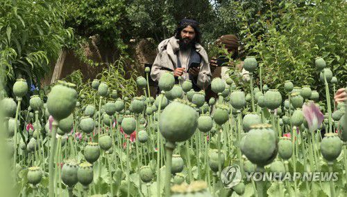 아프가니스탄서 재배된 양귀비 [EPA 연합뉴스 자료사진. 재판매 및 DB 금지]