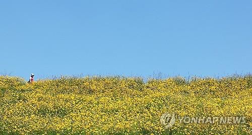 파란 하늘과 노란 금계국[연합뉴스 자료사진]