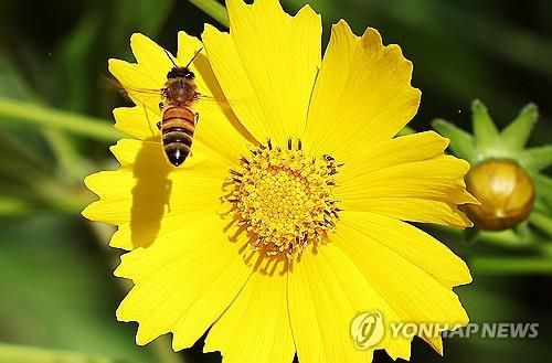 활짝 핀 금계국과 꿀벌[연합뉴스 자료사진]