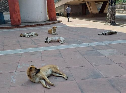 뉴델리의 한 상가 광장에 있는 개들[촬영 유창엽]