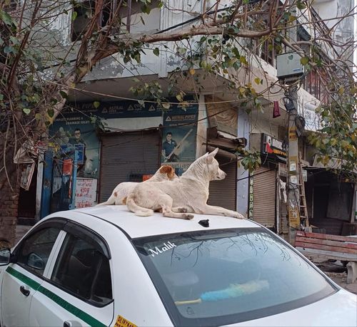 자동차 위에 있는 개들[촬영 유창엽]