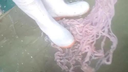 거위 내장 밟고 있는 중국 공장 노동자들[중국 신경보 캡처. 재판매 및 DB금지]