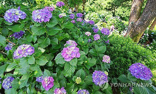 여름꽃 수국 만개 [연합뉴스 자료사진]