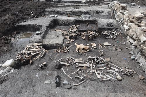 소뼈가 발굴된 현장 [한울문화유산연구원 제공. 재판매 및 DB 금지]