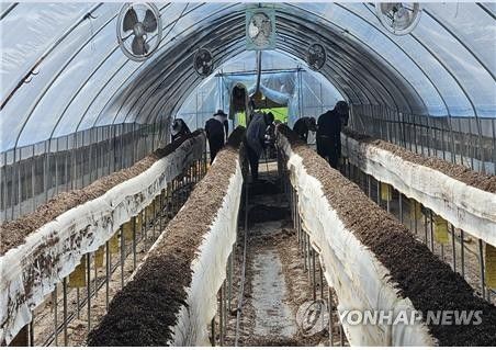 대전보호관찰소, 집중호우 침수 피해 농가 복구 작업에 사회봉사 대상자 투입(대전=연합뉴스) 법무부 대전보호관찰소는 17일 대전 서구 흑석동에서 집중호우로 침수 피해를 본 농가에 사회봉사 대상자 8명을 긴급 투입해 비닐하우스 복구 지원과 침수 작물 제거작업을 지원했다. 2024.7.17 [대전보호관찰소 제공. 재판매 및 DB 금지] swan@yna.co.kr