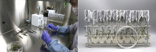 조직 절단(왼쪽)·잎눈 및 세포 배상(오른쪽)[경기도산림환경연구소 제공]