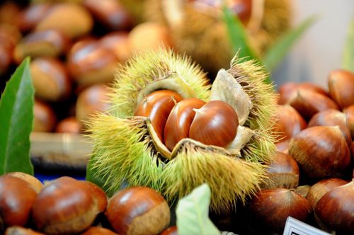 밤[산림청 제공. 재판매 및 DB 금지]