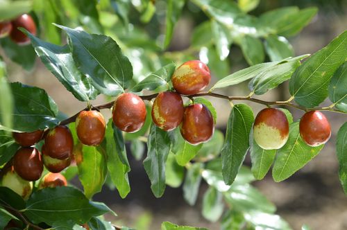 대추[산림청 제공. 재판매 및 DB 금지]