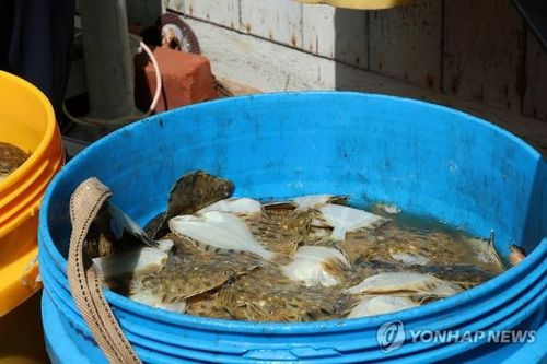 고수온에 폐사한 강도다리(포항=연합뉴스) 손대성 기자 = 최근 경북 동해안 일대에서 발생한 고수온으로 양식장이 피해를 보는 가운데 22일 포항시 남구 구룡포읍 한 양식장에서 폐사한 강도다리 치어가 통에 담겨 있다. 2024.8.22 sds123@yna.co.kr