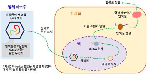 헴제닉스주 작용 원리[식약처 제공. 재판매 및 DB 금지]