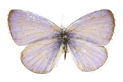 일본 규슈대에서 기증한 석주명 선생 표본 중 푸른부전나비 표본. [국립생물자원관 제공. 재판매 및 DB 금지]