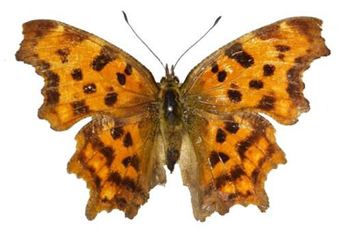 일본 규슈대에서 기증한 석주명 선생 표본 중 산네발나비 표본. [국립생물자원관 제공. 재판매 및 DB 금지]