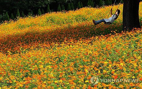 가을에 풍덩[연합뉴스 자료사진]