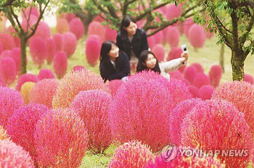 가을을 느끼며(용인=연합뉴스) 홍기원 기자 = 완연한 가을 날씨를 보인 11일 오전 경기도 용인시 에버랜드 하늘정원길에 댑싸리가 붉게 물들어 있다. 2024.10.11 xanadu@yna.co.kr