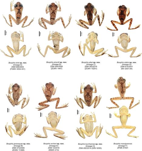 마다카스카라에서 발견된 신종 청개구리 7종과 기존 청개구리 1종신종 청개구리 7종에는 스타트렉의 커크(Kirk)·피카드(Picard)·시스코(Sisko)·제인웨이(Janeway)·아처(Archer)·번햄(Burnham)·파이크(Pike) 함장 이름을 딴 학명(B.kirki, B.picardi, B. siskoi, B.janewayae, B.archeri, B.burnhamae, B.pikei)이 붙여졌다. [Vertebrate Zoology, Miguel Vences et al. 제공. 재판매 및 DB 금지]