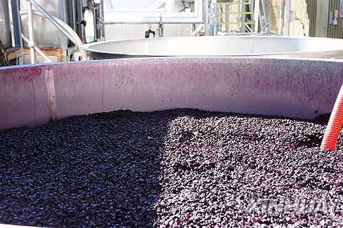 호주 양조장에서 생산 중인 와인[신화 연합뉴스 자료사진. 재판매 및 DB 금지]