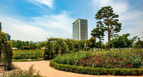 쾌청한 하늘 선보인 광주시청 장미정원 일대[광주시 제공. 재판매 및 DB 금지]