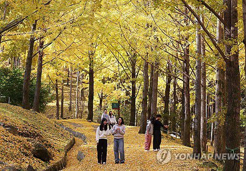 가을을 느끼며(용인=연합뉴스) 홍기원 기자 = 지난 5일 경기도 용인시 에버랜드 은행나무숲이 노랗게 물들어 있다. 2024.11.6 xanadu@yna.co.kr