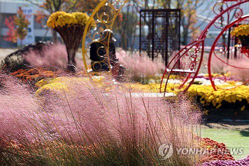 핑크뮬리로 느끼는 가을 정취[연합뉴스 자료사진]