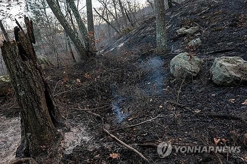 미국 뉴욕주에서 발생한 산불로 탄 숲[AFP 연합뉴스 자료사진. 재판매 및 DB 금지]