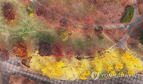 가을이 그린 추상화[연합뉴스 자료사진]