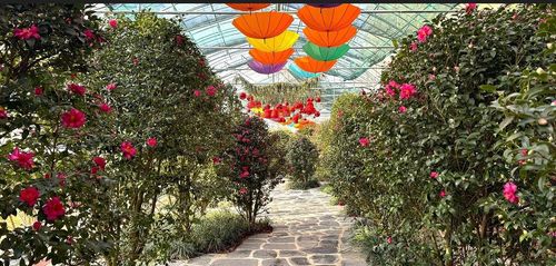 겨울꽃 축제 모습[신안군 제공·재판매 및 DB 금지]