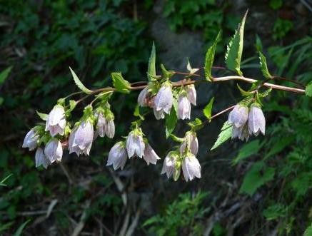 섬초롱꽃. [국립생물자원관 제공. 재판매 및 DB 금지]