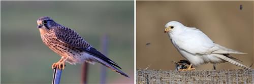 일반 황조롱이와 루시즘 황조롱이[촬영 유형재]