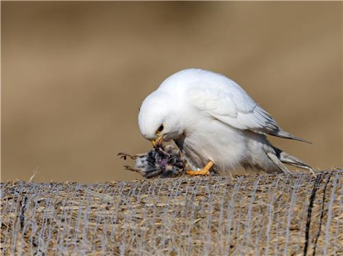 새 사냥한 황조롱이[촬영 유형재]