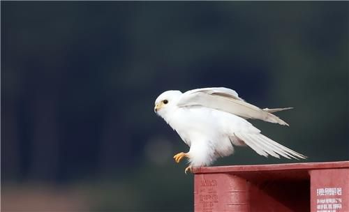 온몸이 하얀 루시즘 황조롱이[촬영 유형재]