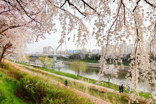 안양천 벚꽃길[금천구 제공. 재판매 및 DB 금지]