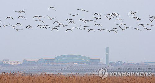 무안공항 인근 지나는 철새들[연합뉴스 자료사진]