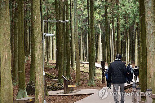 겨울 숲길 산책(제주=연합뉴스) 백나용 기자 = 5일 제주시 절물자연휴양림에서 탐방객들이 숲길 산책을 하고 있다. 2025.1.5 dragon.me@yna.co.kr