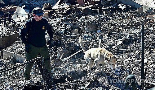 LA 산불 지역에서 잔해를 수색 중인 탐지견  [AFP=연합뉴스. 재판매 및 DB 금지]
