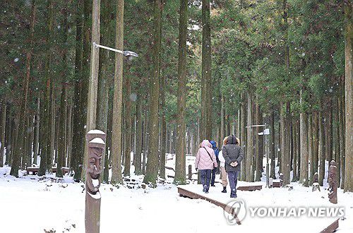 겨울 숲길을 걷다[연합뉴스 자료사진]