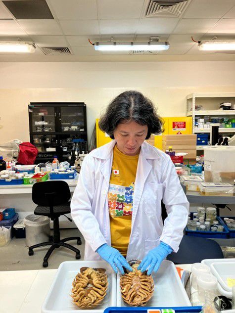 신종 등각류 갑각류 '바티노무스 베이더리' 살펴보는 연구진싱가포르 리콩치안 자연사박물관 코니 시다발록 박사가 '바티노무스 베이더리'(Bathynomus vaderi)를 살펴보고 있다. [Rene Ong 제공. 재판매 및 DB 금지]