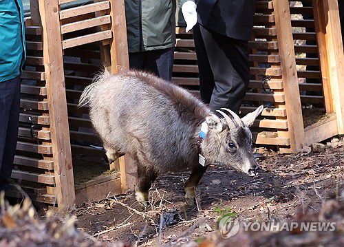 자연으로 돌아가는 천연기념물 산양(양구=연합뉴스) 양지웅 기자 = 31일 강원 양구군 동면 월운리 일원에서 서흥원 양구군수와 양구산양사향노루센터 관계자 등이 천연기념물이자 1급 멸종위기 야생동물인 산양을 민통선으로 방사하고 있다.     이날 방사한 산양은 지난 겨울 구조된 개체 암수 1쌍과 센터 내에서 증식한 개체 암수 1쌍 등 총 2쌍이며 센터는 건강 회복 상태와 적응훈련 검진 등을 거쳐 이들 산양을 건강한 개체로 선별했다. 2024.10.31 yangdoo@yna.co.kr