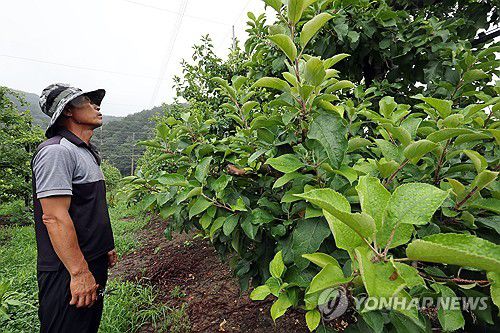 "사과나무에 열매가 안열려요"(장성=연합뉴스 자료사진) 김혜인 기자 = 전남 장성군 북하면의 한 사과농장 주인이 냉해를 입어 사과가 열리지 않는 나무를 지켜보고 있다. 2024.7.11 in@yna.co.kr