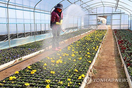 분주한 봄 준비(인천=연합뉴스) 임순석 기자 = 절기상 입춘인 3일 오전 인천시 서구 계양공원사업소 양묘장에서 관계자가 시내 거리화단에 옮겨 심을 팬지에 물을 주고 있다. 2025.2.3 soonseok02@yna.co.kr