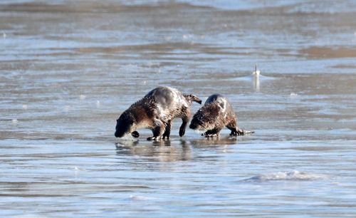 얼음판 위의 수달 가족[촬영 유형재]