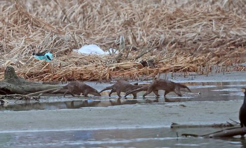 남대천 모래톱 위의 수달 가족[촬영 유형재]