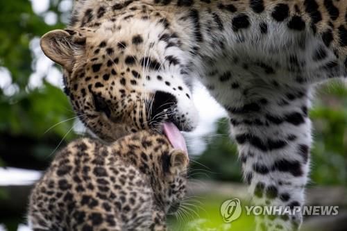 아무르표범 부자[EPA=연합뉴스 자료사진]