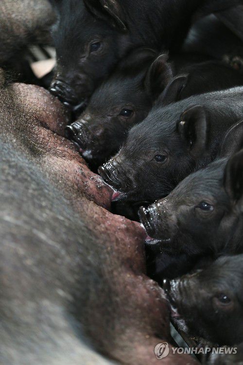 천연기념물 제주흑돼지[연합뉴스 자료사진]