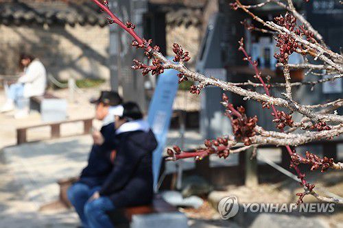 봄볕 아래서(서울=연합뉴스) 서대연 기자 = 서울 한낮 기온이 10도까지 오르며 따뜻한 날씨를 보인 6일 서울 종로구 창덕궁에서 시민들이 꽃봉오리가 맺힌 매화나무 아래서 쉬고 있다. 2025.3.6 dwise@yna.co.kr