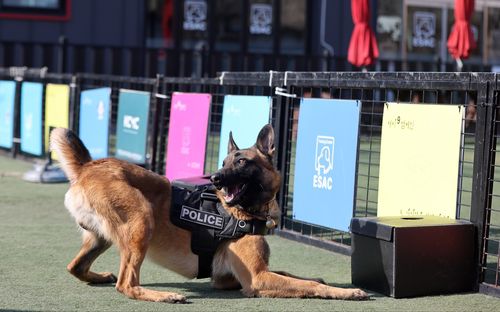 냄새를 구별해 목표물을 찾는 훈련을 하는 테오[촬영 권준우]