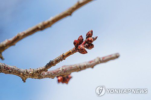 파란 하늘 아래 움트는 봄(서울=연합뉴스) 서대연 기자 = 서울 한낮 기온이 10도까지 오르며 따뜻한 날씨를 보인 6일 서울 종로구 창덕궁 매화나무에 꽃봉오리가 맺혀 있다. 2025.3.6 dwise@yna.co.kr